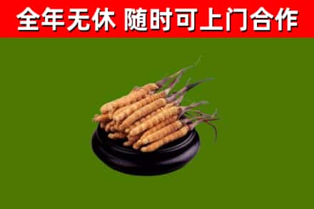 天桥区回收冬虫夏草